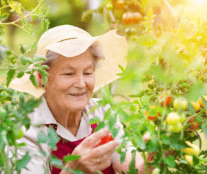 4-17-24 - Grace Management Senior woman gardening with white gardening hat on