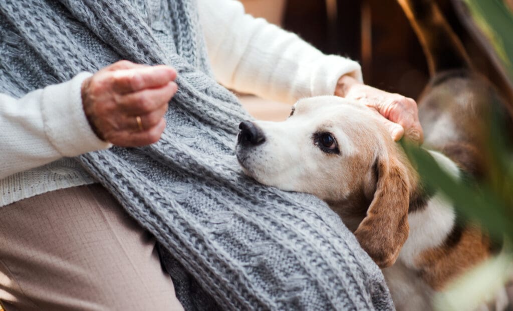 Senior person wearing a gray knitted scarf cuddling a beagle puppy in their arms, close and affectionate moment.