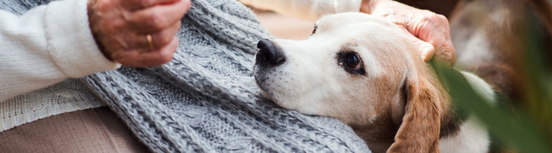 Senior person wearing a gray knitted scarf cuddling a beagle puppy in their arms, close and affectionate moment.